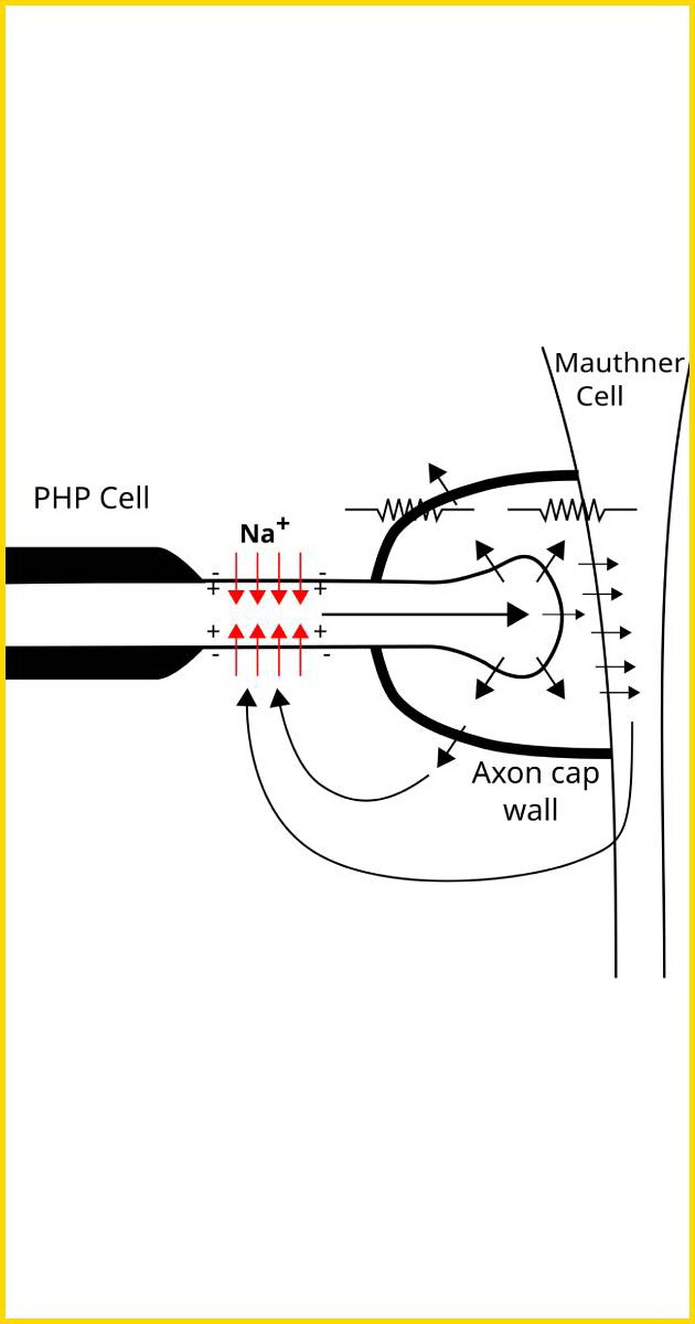 Diagram showing how sodium ion influx (red arrows) into the PHP cell axon, balanced by passive ion efflux into the axon cap space, creates a voltage drop across resistances that hyperpolarizes the Mauthner cell membrane.